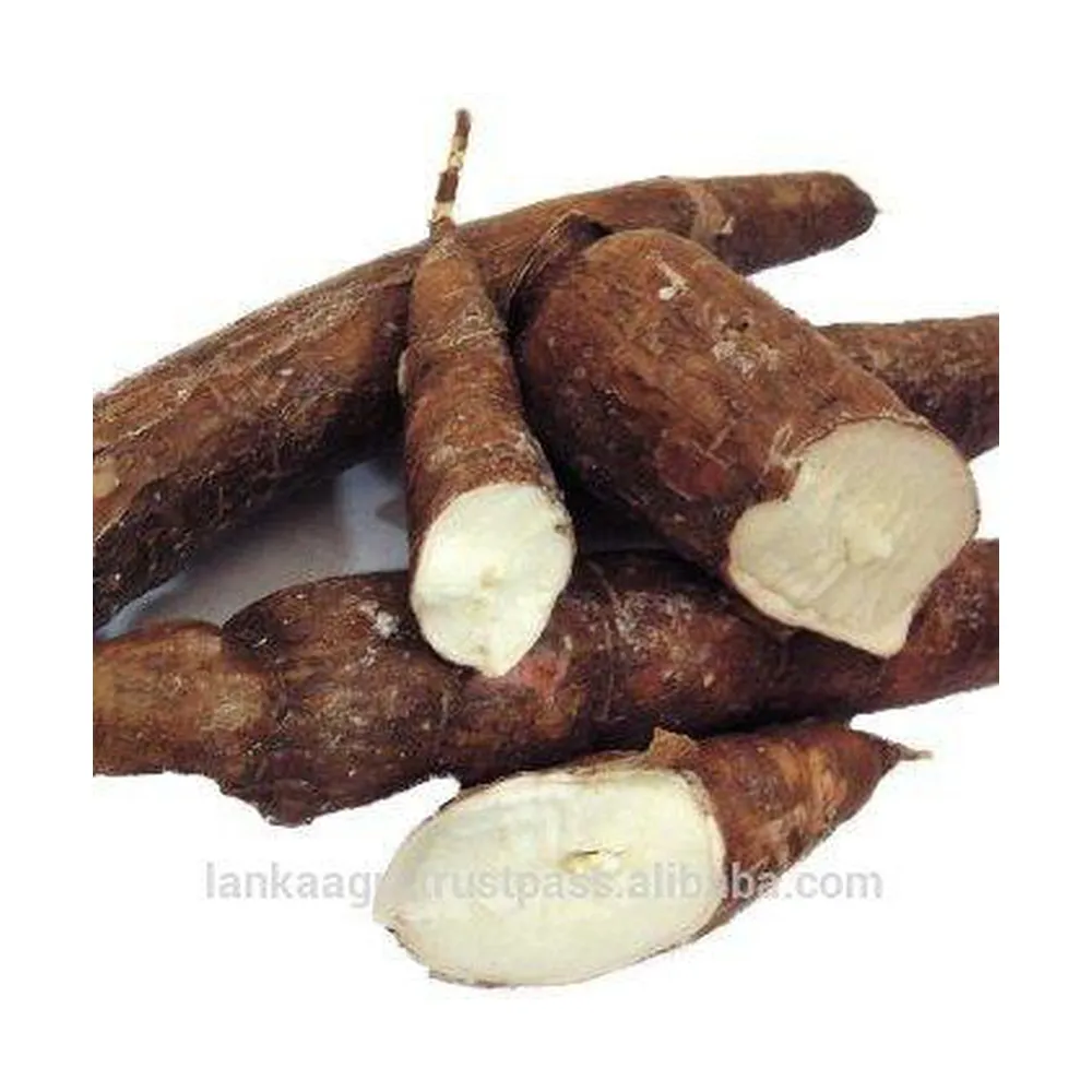 TAPIOCA  500GM