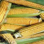 Sweetcorn (UAE produce), Heirloom 'Golden Bantam', Organic