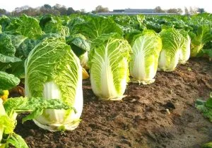 Chinese Cabbage, India