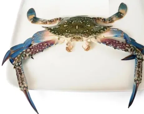 Sea Blue Crab -500 Gms